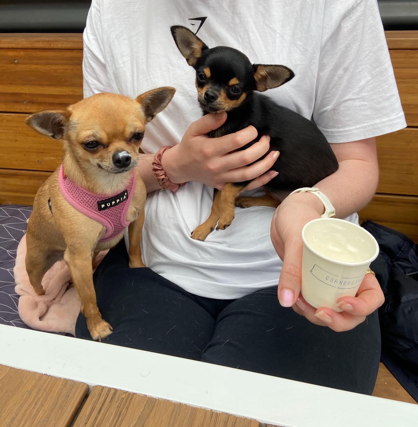 Two pretty cool customers in our courtyard today πΎ Your furry friends are always welcome in our courtyard, entry via the rear gate please π