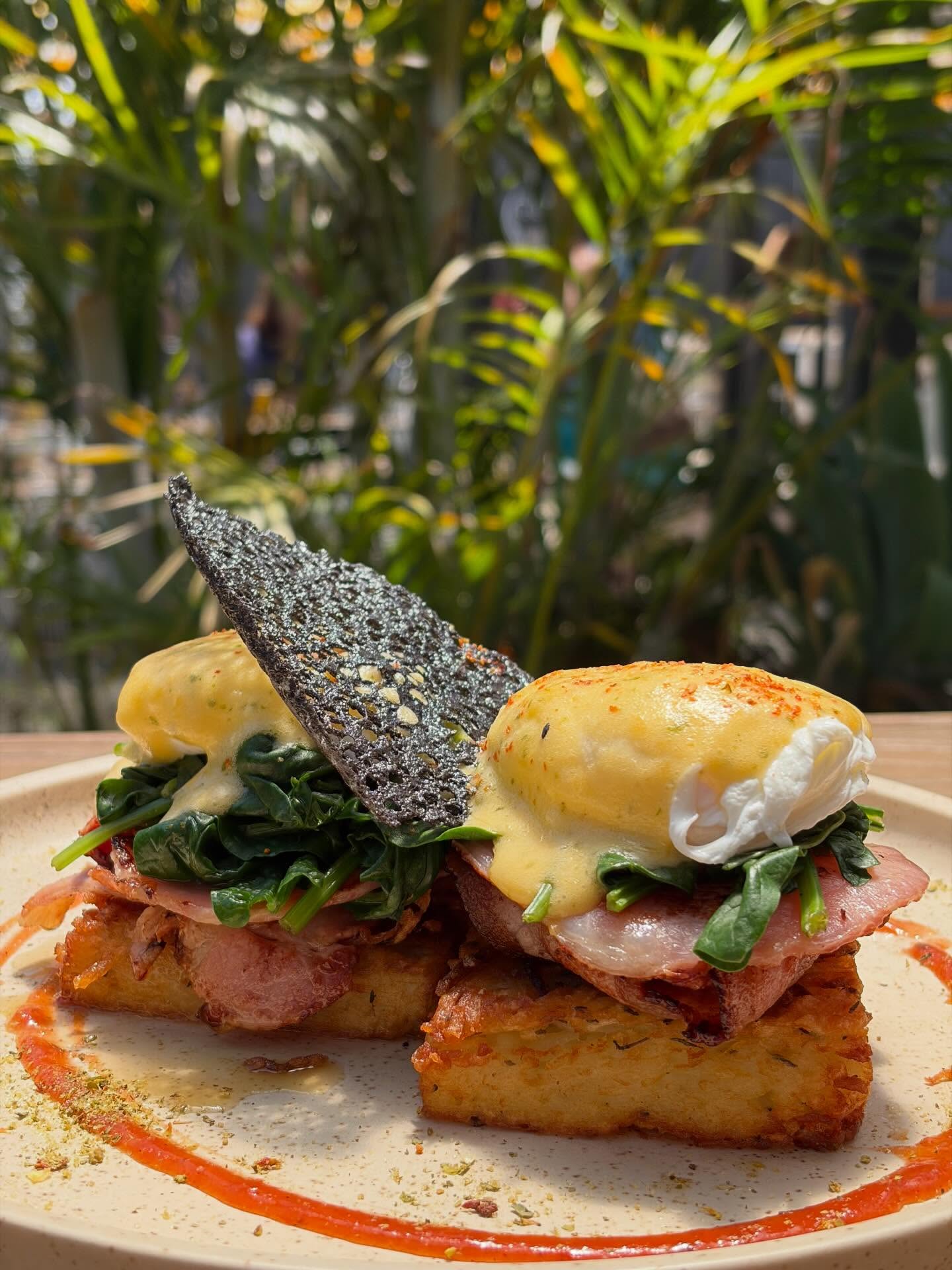 Sun is shining on our Benedict πβοΈ